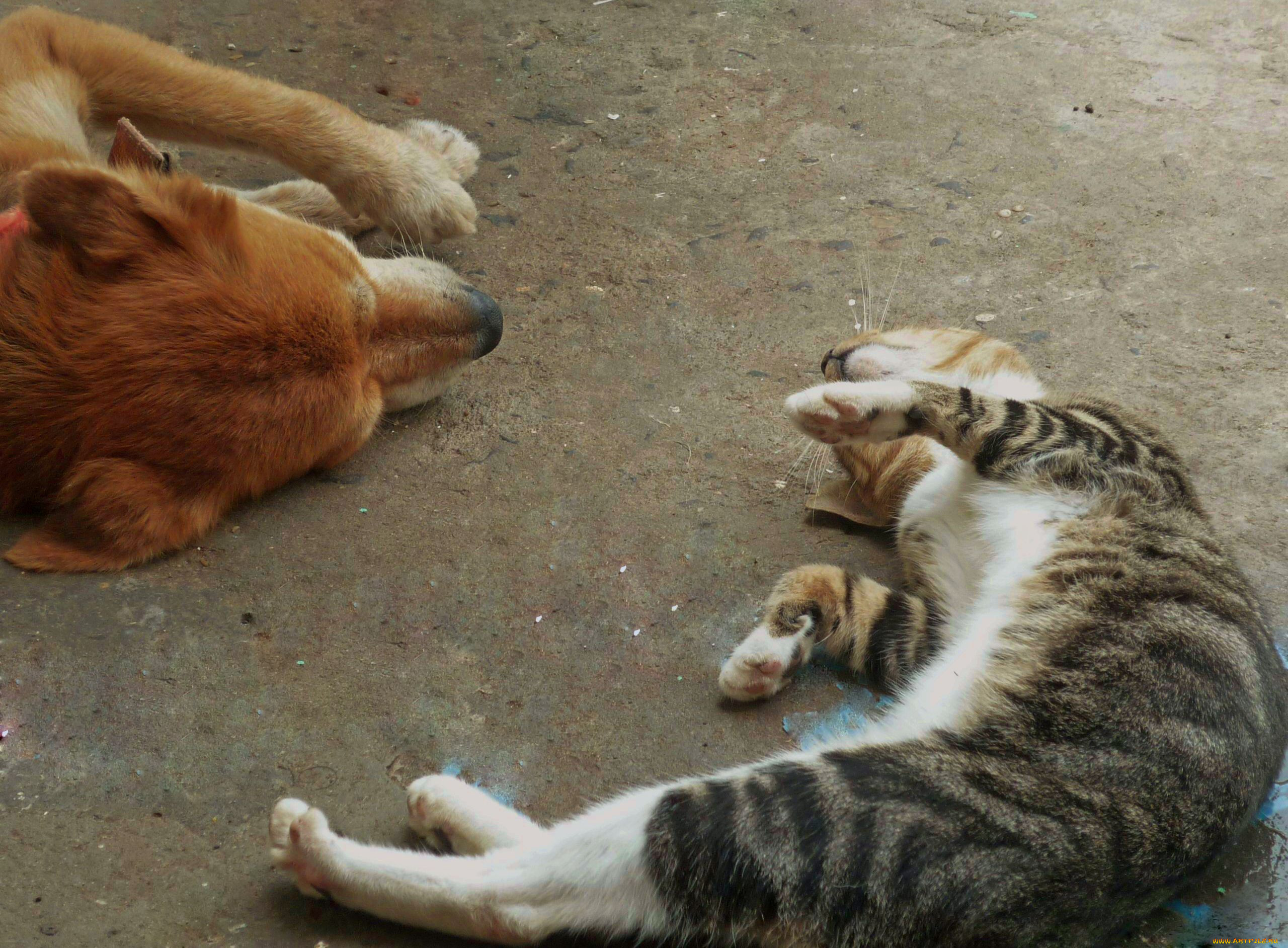 , , , dog, cat